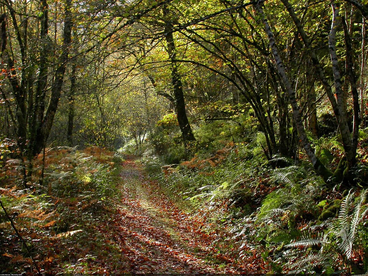 Bosc de Moal.